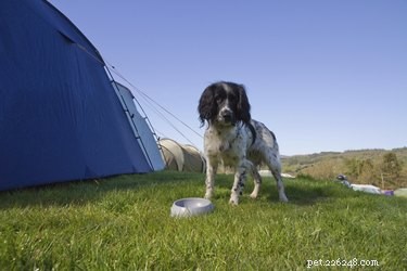 Top Healthy Dog Food Brands for Optimal Nutrition