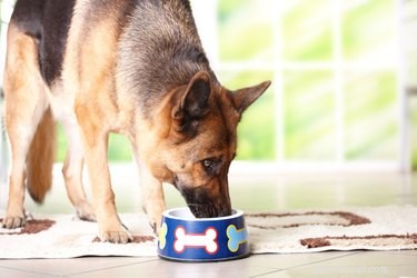 Top Healthy Dog Food Brands for Optimal Nutrition