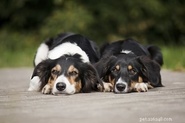 Top Healthy Dog Food Brands for Optimal Nutrition