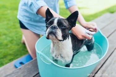 DIY Dog Conditioner: Soft, Fresh Fur with Homemade Formula