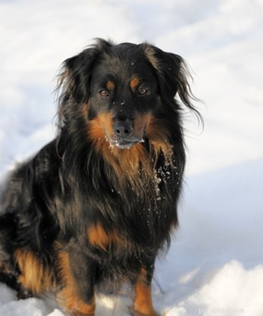 Safe & Simple Guide to Trimming Male Dog Genital Hair