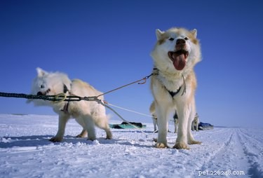 Crafting Durable Sled Dog Harnesses: A Step-by-Step Guide