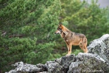 Shared Heritage: How Wolves and Dogs Evolved from a Common Ancestor
