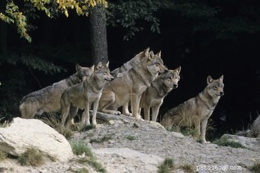 Shared Heritage: How Wolves and Dogs Evolved from a Common Ancestor