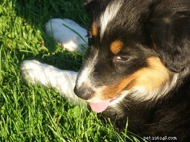 DIY Dog Pants: A Step‑by‑Step Guide for a Cozy, Stylish Pup
