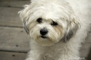 What Causes Your Dog’s White Fur to Turn Brown? Expert Tips to Restore Shine