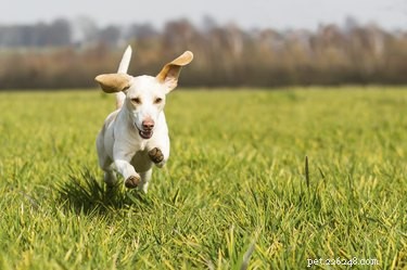 Build a Durable Cable Dog Run: Step‑by‑Step Guide