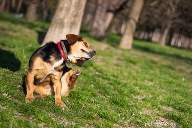 Human Safety When Using Advantage Flea Control