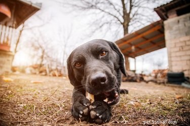 Why Deer Antlers Are the Ideal Chew Toy for Dogs