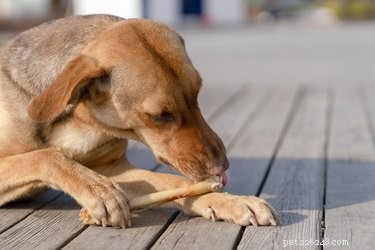 Why Deer Antlers Are the Ideal Chew Toy for Dogs