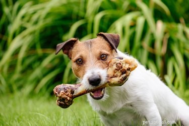 Why Deer Antlers Are the Ideal Chew Toy for Dogs