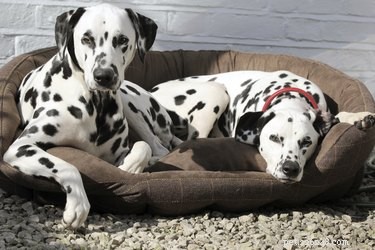 Professional Guide: How to Wash Your Dog s Bed for a Clean, Healthy Home