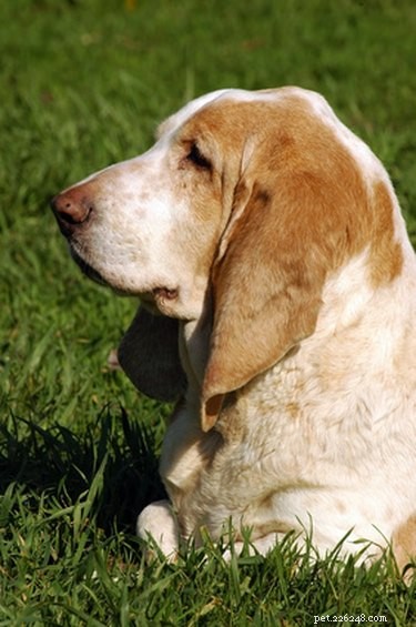Build a Spacious Doghouse for Multiple Dogs: A Step-by-Step Guide