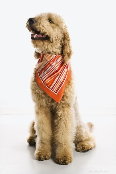 Guide to Securely Tying a Bandana on Your Dog