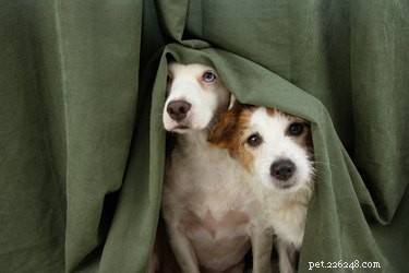 Safely Dye Your Dog with Food Coloring: A Step‑by‑Step Guide
