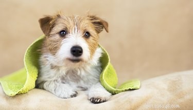 Safely Dye Your Dog with Food Coloring: A Step‑by‑Step Guide