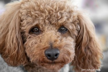 Top 5 Grooming Tips for a Flawless Bichon Poodle