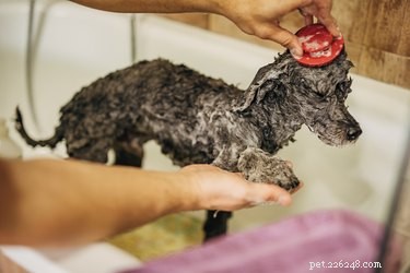 Top 5 Grooming Tips for a Flawless Bichon Poodle