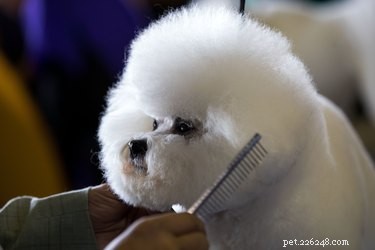 Top 5 Grooming Tips for a Flawless Bichon Poodle