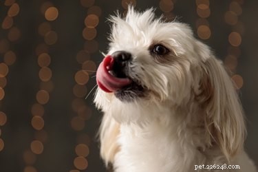 Top 5 Grooming Tips for a Flawless Bichon Poodle