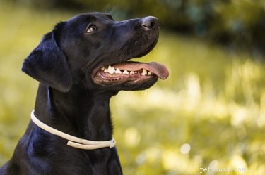 Comparing Wolf and Dog Teeth: Size, Bite Strength, and Dental Health