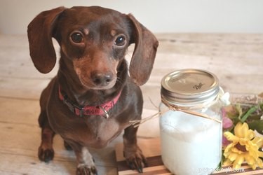 DIY Dog Shampoo for Itchy Skin: Gentle, All-Natural Solution