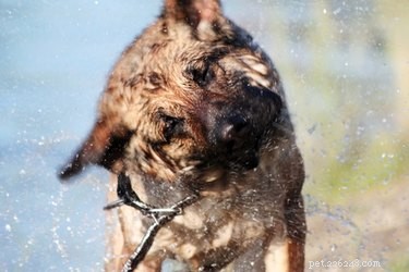 How to Use Aveeno Oatmeal Bath for an Itchy Dog: Step‑by‑Step Guide