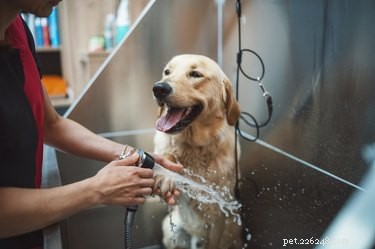 Safe & Easy Guide to Trimming Your Dog’s Facial Hair