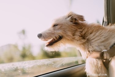 Florida Dog Ownership Laws: What You Need to Know
