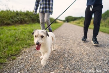 Florida Dog Ownership Laws: What You Need to Know