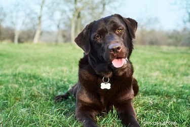 Locate a Lost Dog Using Its Tag Number: A Step‑by‑Step Guide