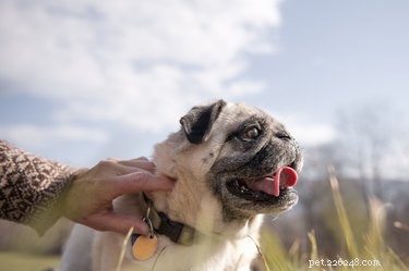 Locate a Lost Dog Using Its Tag Number: A Step‑by‑Step Guide