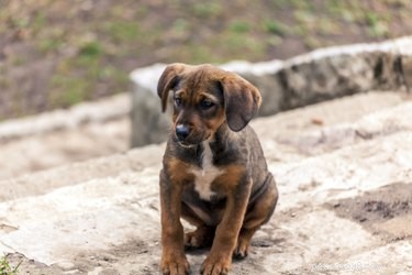 Locate a Lost Dog Using Its Tag Number: A Step‑by‑Step Guide
