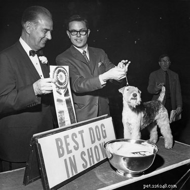 Understanding Reserve Ribbons: What They Mean in Dog Shows