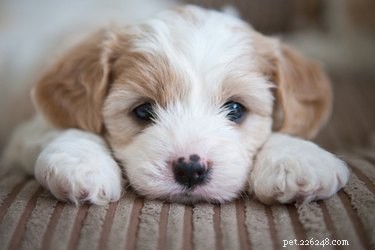 How to Build a Safe Puppy Incubator for Newborn Litters