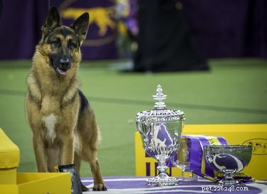 Guide to Entering Your Dog in the Westminster Kennel Club Show