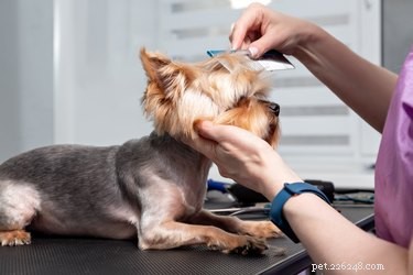 Safely Remove Tree Sap from Your Dog s Fur: A Quick, Pet‑Friendly Guide