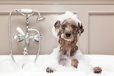 Safely Remove Tree Sap from Your Dog s Fur: A Quick, Pet‑Friendly Guide