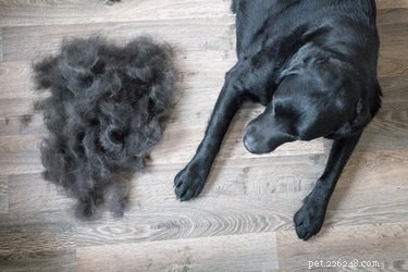 Remove Dog Hair from Your Washing Machine – Easy Steps to Keep Your Laundry Clean