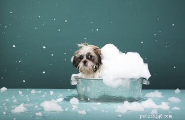 DIY Pet Shampoo: Safe & Effective Flea & Tick Removal
