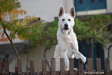 DIY Pet Shampoo: Safe & Effective Flea & Tick Removal
