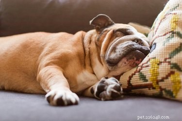 Safely Sedate Your Dog for a Calm, Stress‑Free Grooming Session