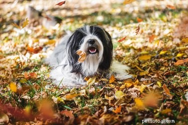 Effective Ways to Remove Matted Hair from Your Dog