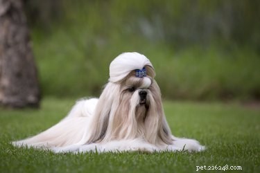 Locating Your Dog Using Its AKC Registration Number