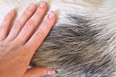 Safely Remove Wax from Your Dog’s Hair: Quick, Easy Guide