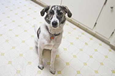 Safely Remove Wax from Your Dog’s Hair: Quick, Easy Guide