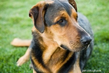 How to Make Homemade Dog Treats from Raw Pig Ears