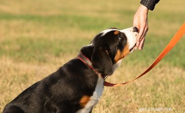 How to Make Homemade Dog Treats from Raw Pig Ears