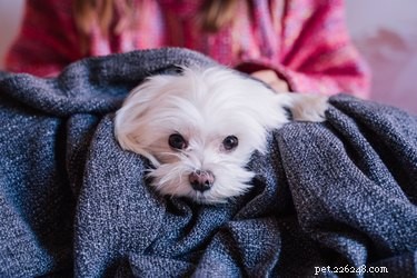 How to Groom Your Maltese’s Face and Prevent Tear Stains