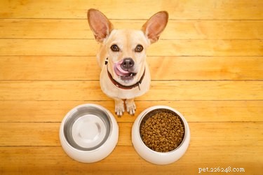 Nutritious Homemade Dog Food Recipes for Chihuahuas